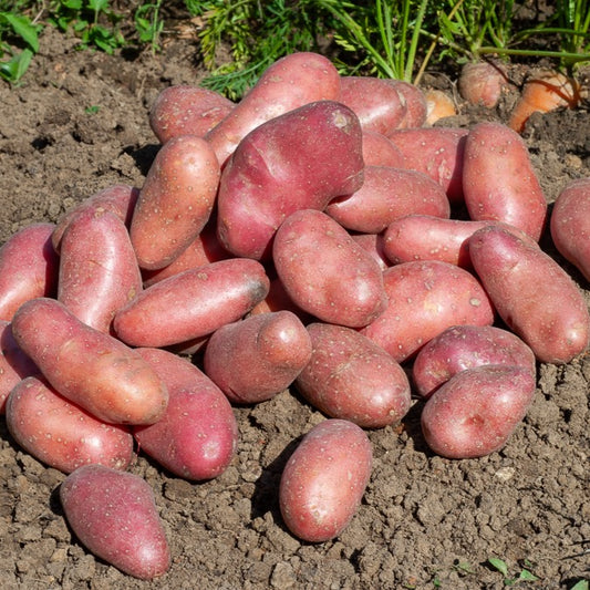 Kartoffel ‘Chérie’ (x25) - Bakker