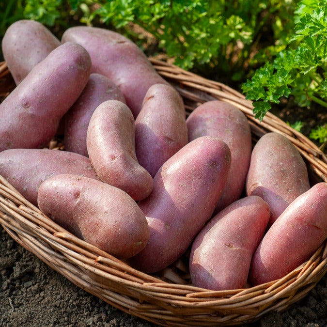 Kartoffel ‘Chérie’ (x25) - Solanum tuberosum chérie - Bakker