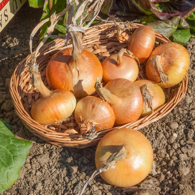 Speisezwiebel 'Paille des Vertus' - Allium cepa Paille des Vertus - Bakker
