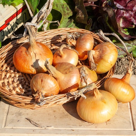 Speisezwiebel 'Paille des Vertus' - Bakker