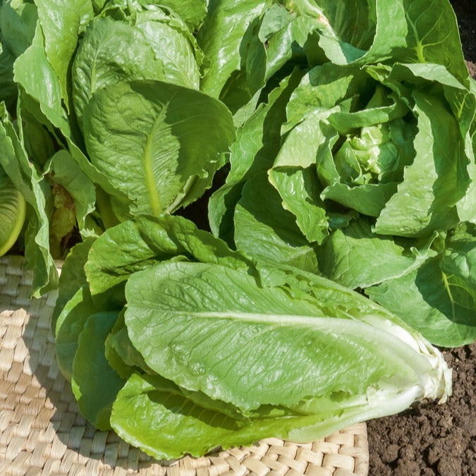 Römersalat ‘Blonde maraichere’ - Lactuca sativa blonde maraîchère - Bakker