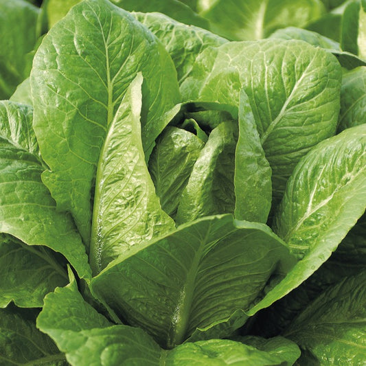 Römersalat ‘Blonde maraichere’ - Bakker