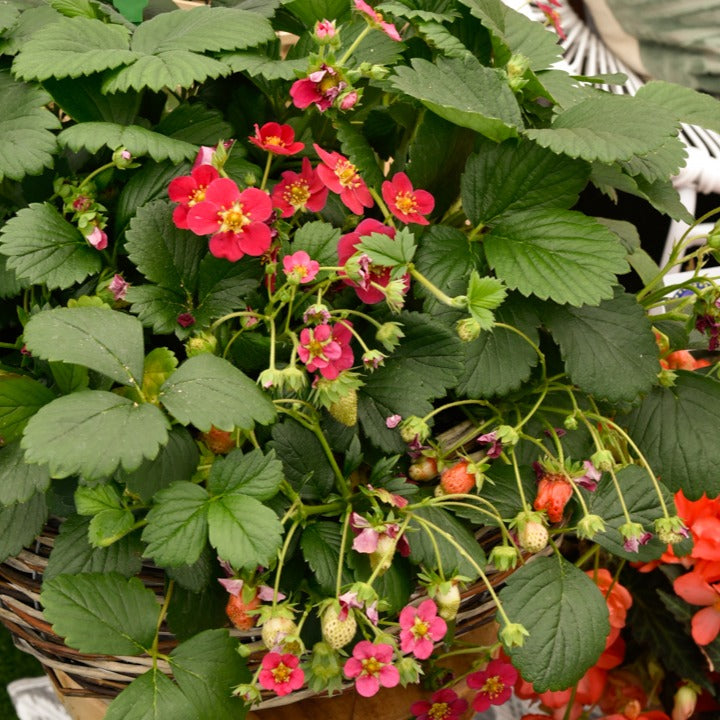 Erdbeere 'Toscana' (x3) - Fragaria x ananassa toscana - Bakker