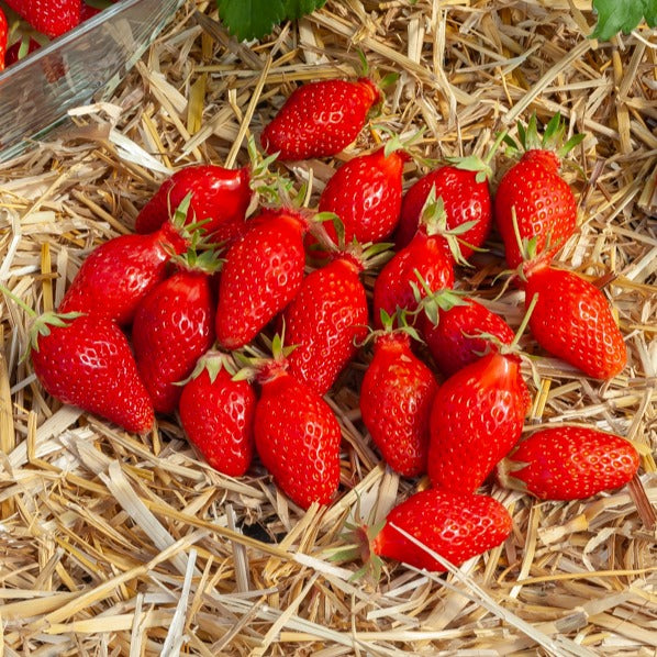 Erdbeeren - Erdbeere ‘Gariguette’ - Fragaria x ananassa Gariguette