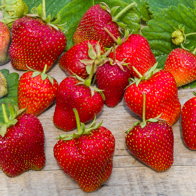 Erdbeere 'Gigantella Maxim' (x20) - Fragaria maxim - Bakker