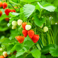 Fragaria maxim - Erdbeere 'Gigantella Maxim' (x20) - Erdbeeren