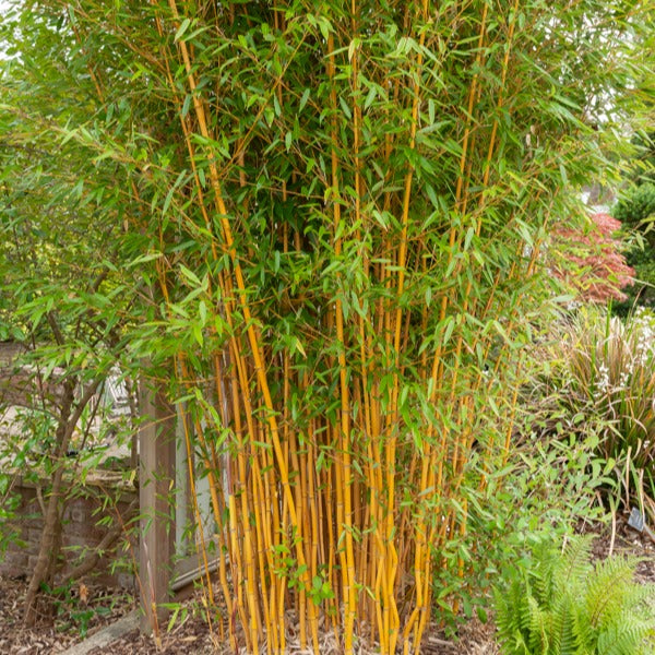 Phyllostachys aureosulcata aureocaulis - Gelber Laufbambus - Bambus