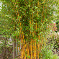 Phyllostachys bissetii, aureosulcata Aureocaulis, Fargesia scabrida Asian Wonder - Phyllostachys-Bambus-Kollektion (x3) - Bambus