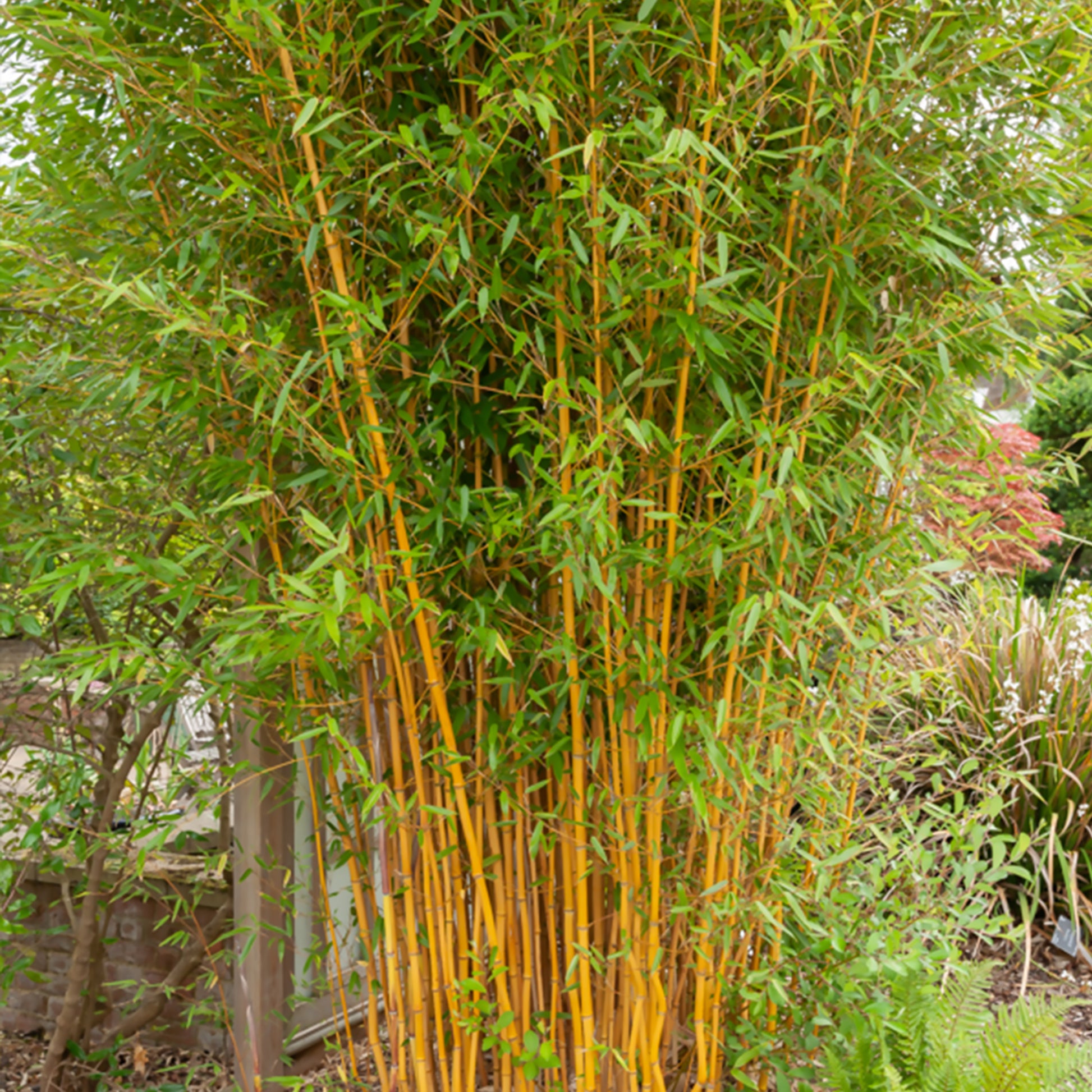 Phyllostachys bissetii, aureosulcata Aureocaulis, Fargesia scabrida Asian Wonder - Phyllostachys-Bambus-Kollektion (x3) - Bambus