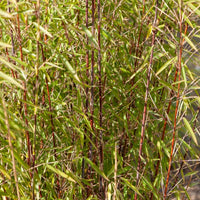 Fargesia scabrida Asian Wonder - Horstbambus 'Asian Wonder' - Nicht-invasive Bambusse