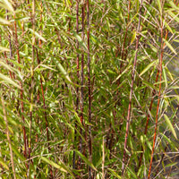 Bambus - Phyllostachys-Bambus-Kollektion (x3) - Phyllostachys bissetii, aureosulcata Aureocaulis, Fargesia scabrida Asian Wonder