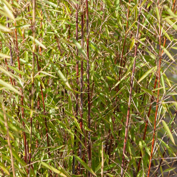 Gartenbambus, Pagoden-Hartriegel, Fächerahorn (x3) - Fargesia scabrida, cornus controversa, acer palmat - Bakker
