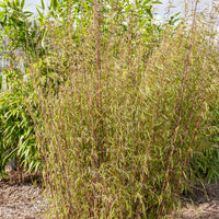 Horstbambus 'Asian Wonder' - Fargesia scabrida Asian Wonder - Bakker