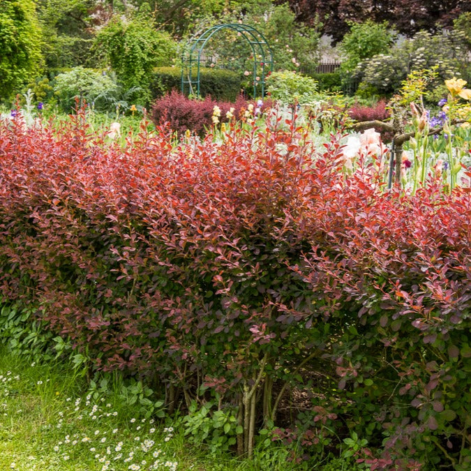Berberis - Berberitze - Blut-Berberitze ‘Atropurpurea’ Hecke - Berberis thunbergii Atropurpurea