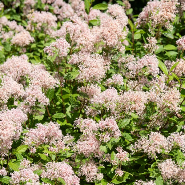 Verkauf Ceanothus-Sammlung (x2) - Ceanothus impressus victoria, ceanothus x pallidus