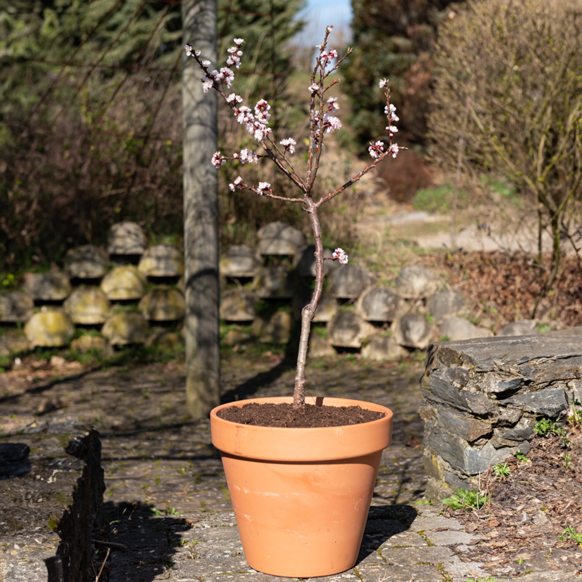 Verkauf Zwergaprikose ‘Aprigold’ - Prunus armeniaca Aprigold