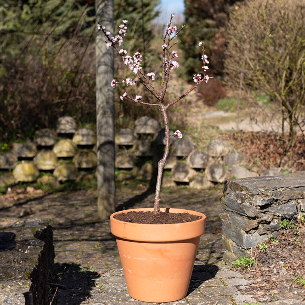 Verkauf Zwergaprikose ‘Aprigold’ - Prunus armeniaca Aprigold