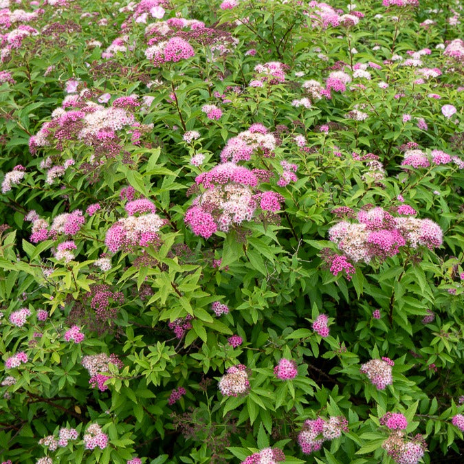 Verkauf Japan-Spierstrauch ‘Genpei’ - Spiraea japonica Genpei