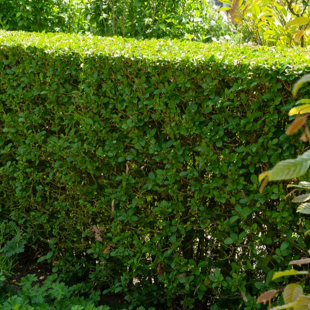 Ovalblättrige Liguster - Ligustrum ovalifolium - Bakker