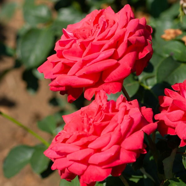 Rosa dame de coeur - Stammrose ‘Dame de Cœur’ - Stängelrosen