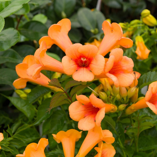 Trompetenblume 'Indian Summer' - Bakker
