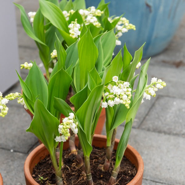 Maiglöckchen ‘Bordeaux’ (x5) - Convalaria majalis Bordeaux - Bakker