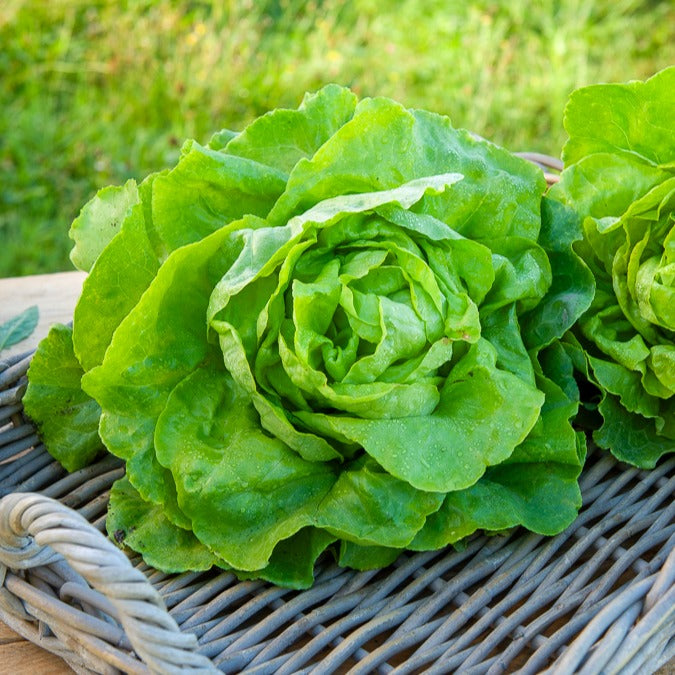 Kopfsalat Appia - Lactuca sativa Appia - Bakker