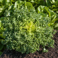 Friséesalat ‘De Ruffec’ - Cichorium endivia de ruffec - Bakker
