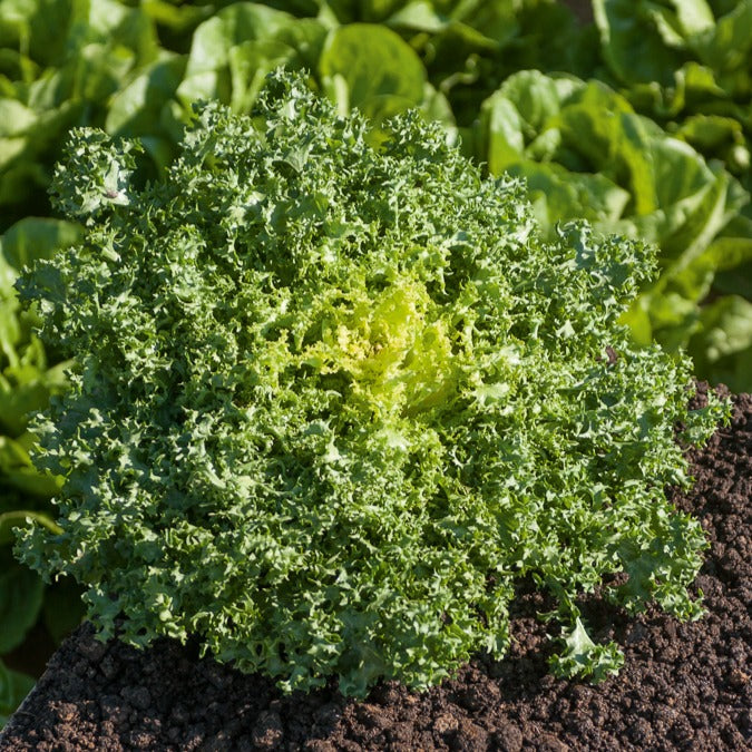 Friséesalat ‘De Ruffec’ - Cichorium endivia de ruffec - Bakker