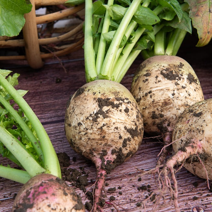 Rettich ‘Red Meat’ - Raphanus sativus red meat - Bakker