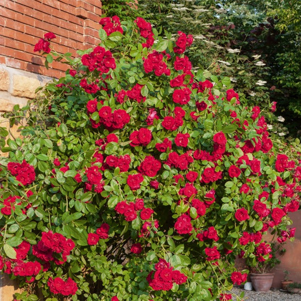 Rosa - Kletterrose rot - Kletterrosen