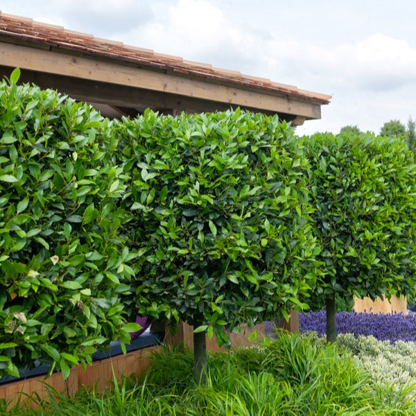 Verkauf Lorbeerstrauch (Laurus nobilis) - Winterhart - Laurus nobilis