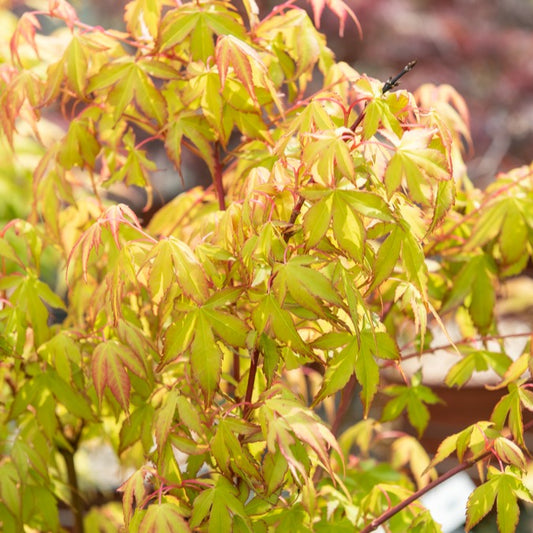 Fächerahorn 'Katsura' - Bakker