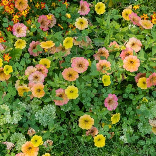 Hängepetunien 'Indian Summer' (x3) - Bakker