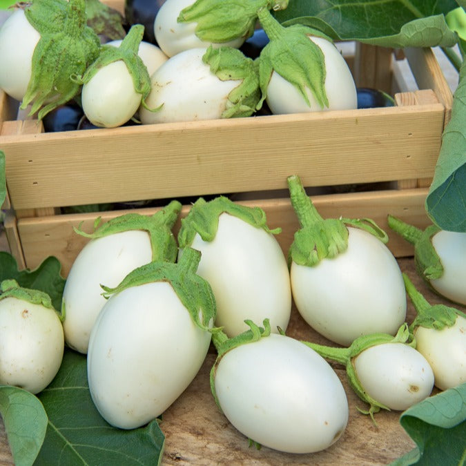 Solanum melongena - Aubergine - Aubergine ‘Blanche ronde à œufs’ - Solanum melongena blanche ronde à oeufs