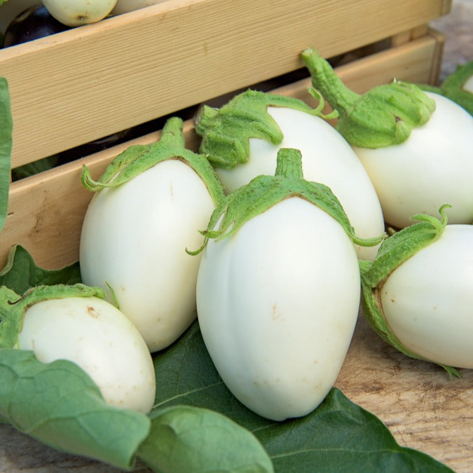 Aubergine ‘Blanche ronde à œufs’ - Solanum melongena blanche ronde à oeufs - Bakker