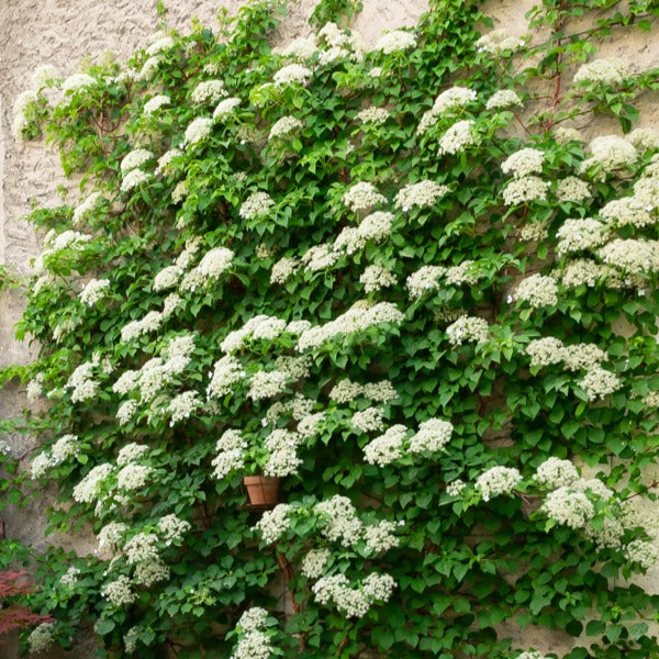 Kletterhortensie - Hydrangea anomala petiolaris - Bakker