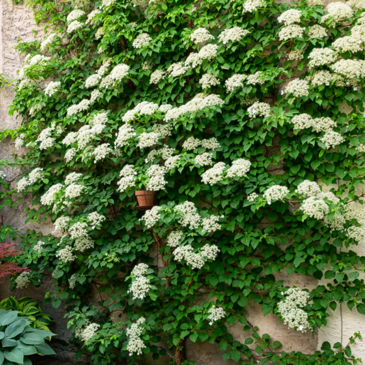 Kletterpflanzen-Kollektion Jasmin, Glyzinie, Kletterhortensie (x3) - Trachelospermum jasminoides, wisteria, hydrangea p - Bakker