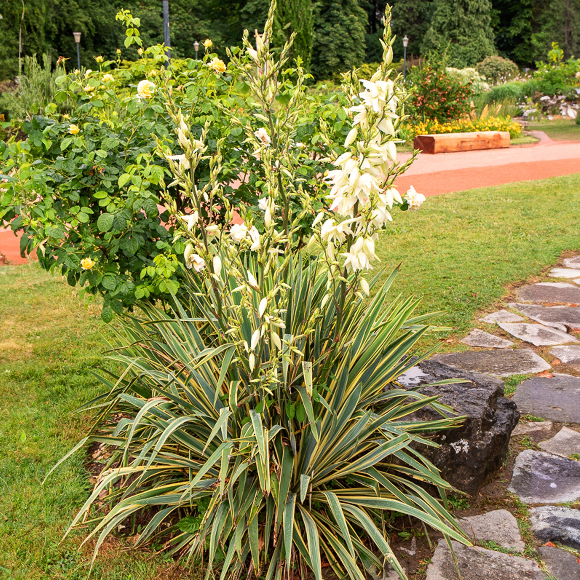Panaschierte Palmlilie - Bakker
