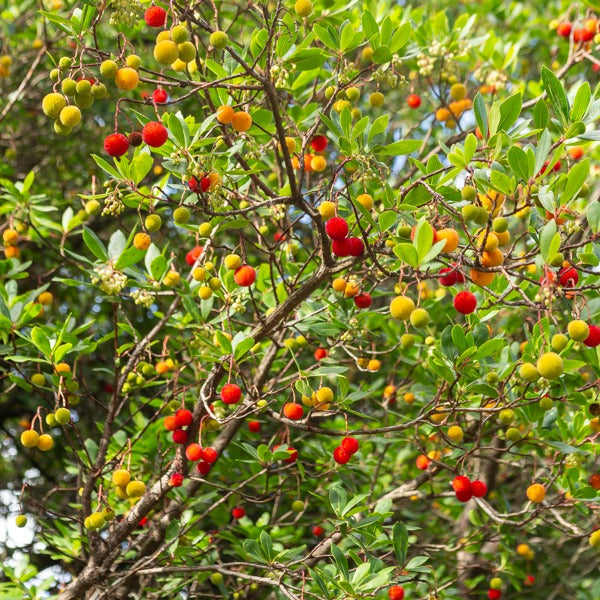 Erdbeerbaum - Immergrüne Sträucher - Bakker