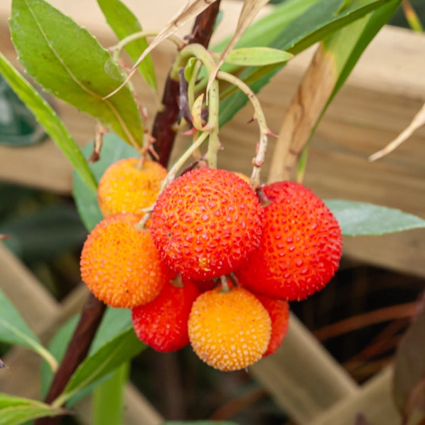 Verkauf Erdbeerbaum - Arbutus unedo