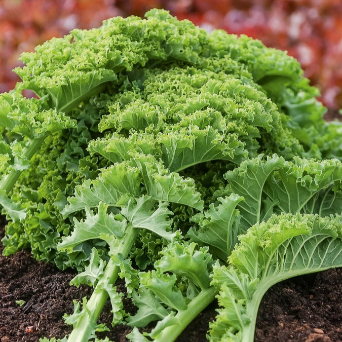 Grünkohl halbhoch - Brassica oleracea vert demi nain - Bakker
