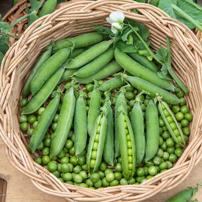 Markerbse ‘Petit Provençal’ - Pisum sativum petit provençal - Bakker