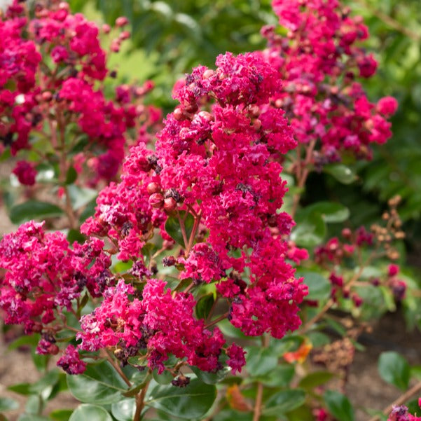 Kreppmyrte ‘Braise d’Été®’ - Lagerstroemia indica braise d'été® ‘indybra’ - Bakker