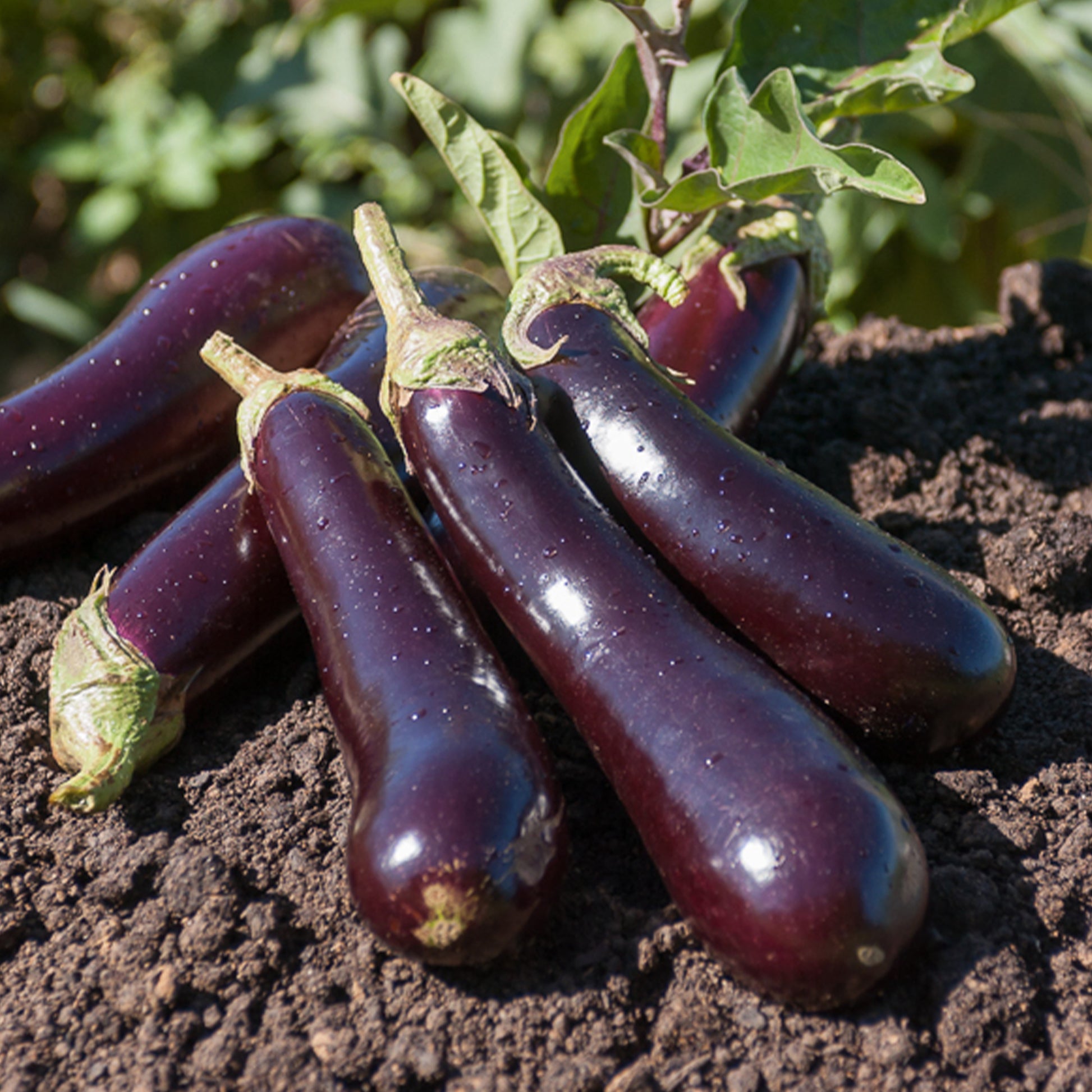 Aubergine ‘Violette de Barbentane’ - Solanum melongena violette de Barbentane - Bakker