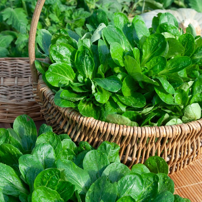 Feldsalat Gala - Valerianella locusta gala - Bakker