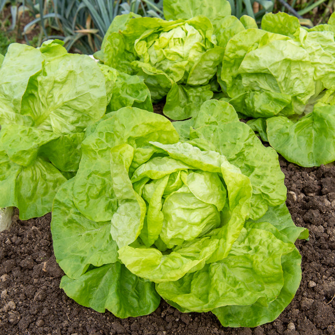 Collection 6 mois de laitues (grosse blonde, tremont, merveille des 4 - Salat-Kollektion für 6 Monate - Samen für Salate