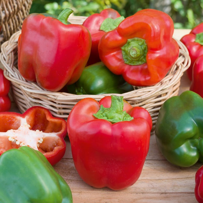 Paprika Capsicum 'California Wonder' - Capsicum annuum California Wonder - Bakker