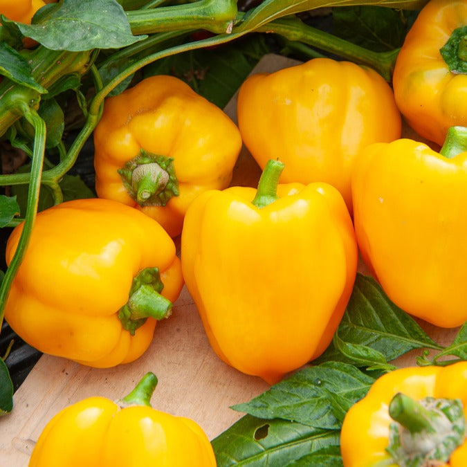 Samen für Paprika - Paprika ‘California Wonder Yellow’ - Capsicum annuum California Wonder yellow