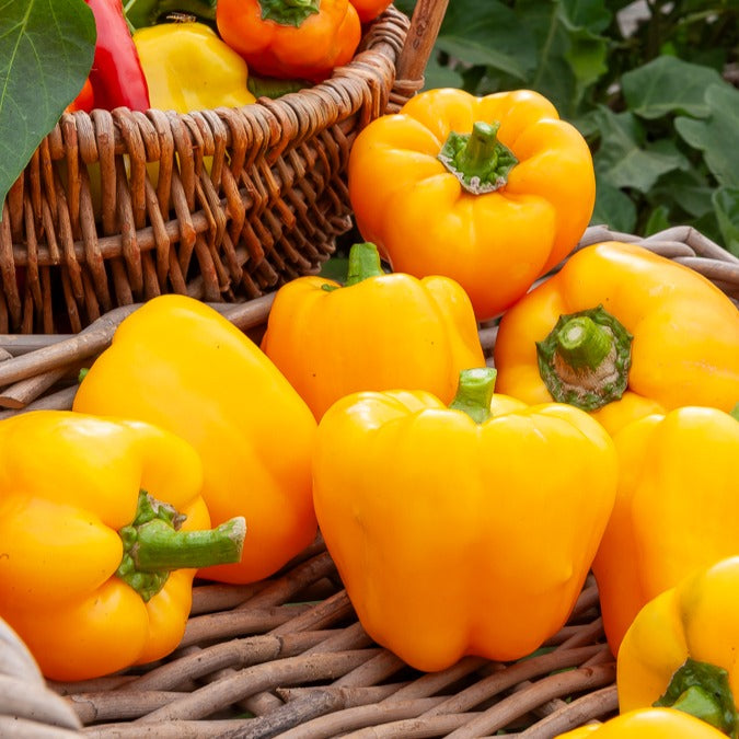 Paprika ‘California Wonder Yellow’ - Bakker